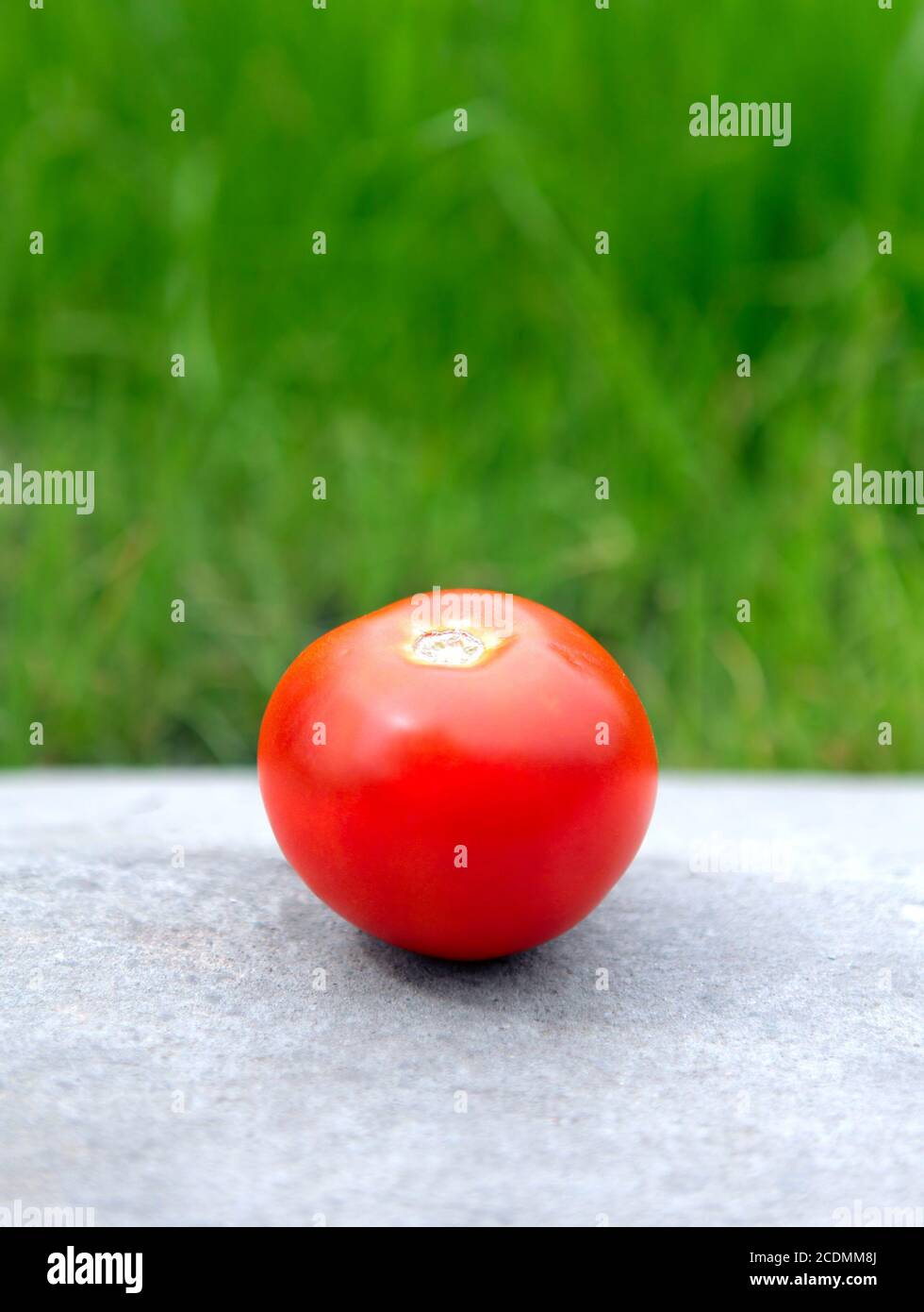 Pomodoro sullo sfondo dell'erba Foto Stock