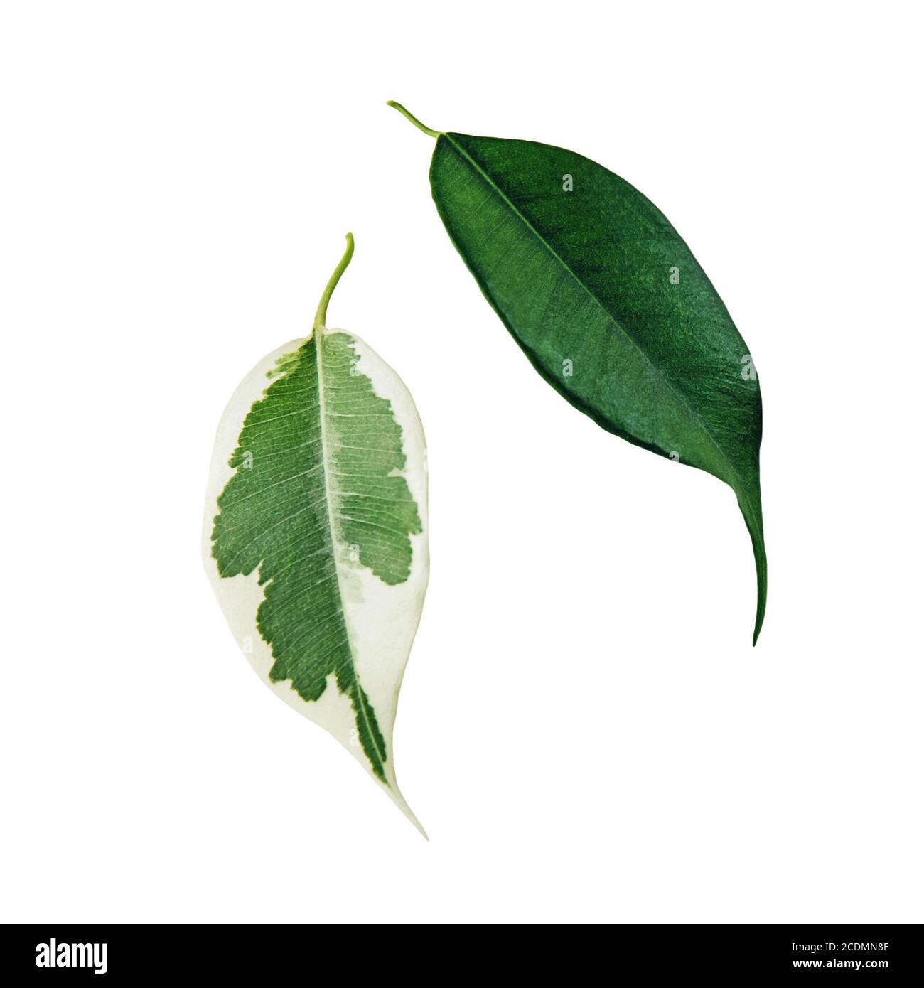 Ficus benjamina verde e foglie macchiate isolate su bianco Foto Stock