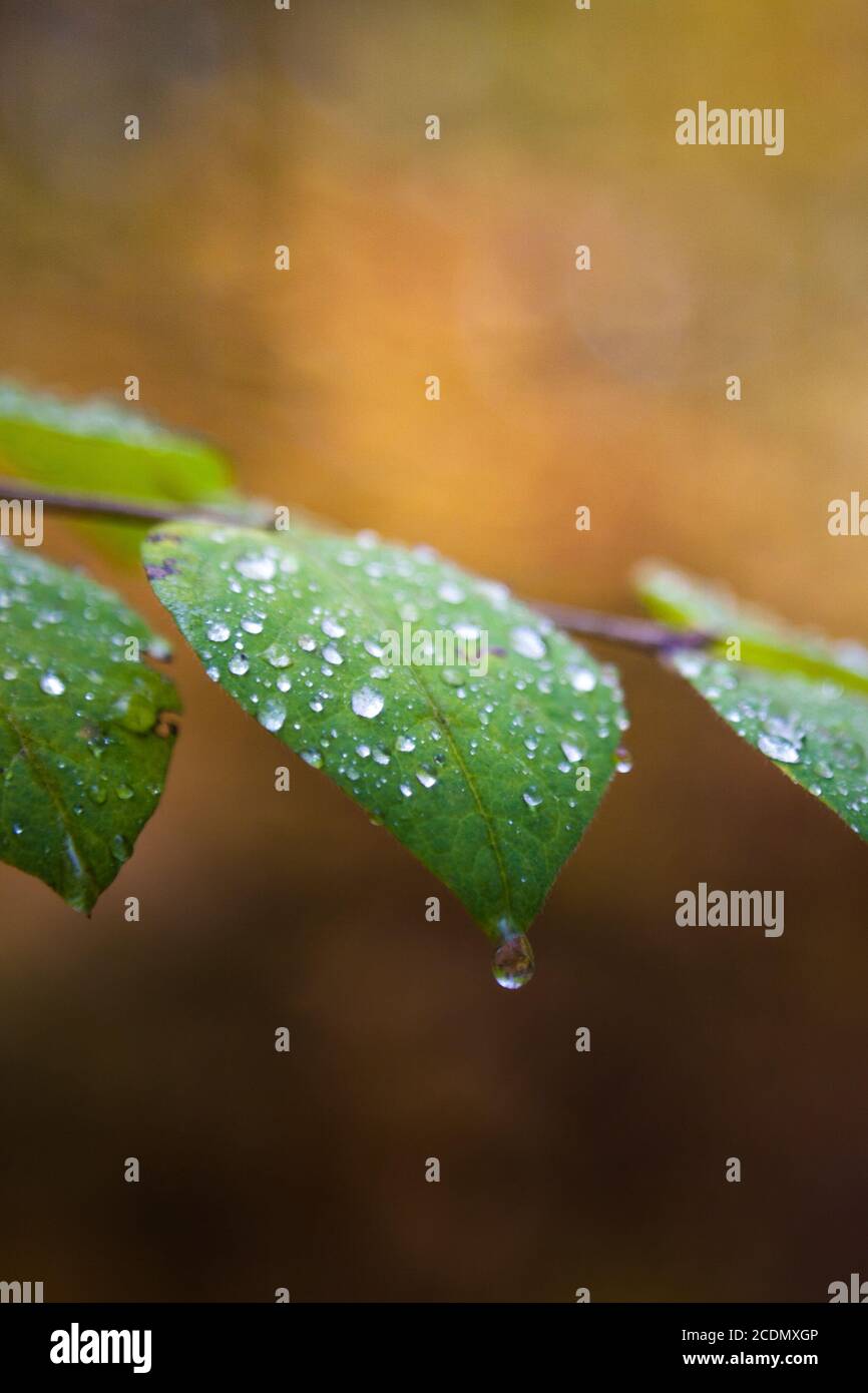 fogliame colorato. luce profonda. foglie cadenti. sentieri tortuosi. tempo esterno perfetto. luce e ombra nella foresta. alberi gialli, verdi e arancioni. Foto Stock