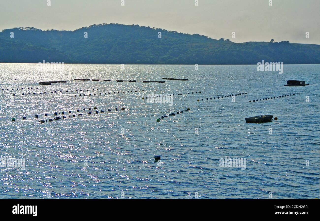vista dei letti di ostriche in marshall california sulla baia di tomales con fumo da agosto 2020 incendi boschivi nella zona Foto Stock
