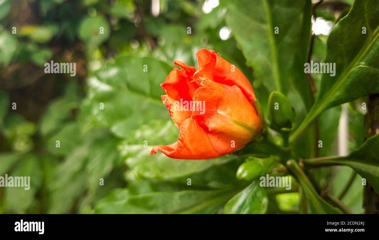 Incredibile fiore arancione con sfondo verde. Foto Stock