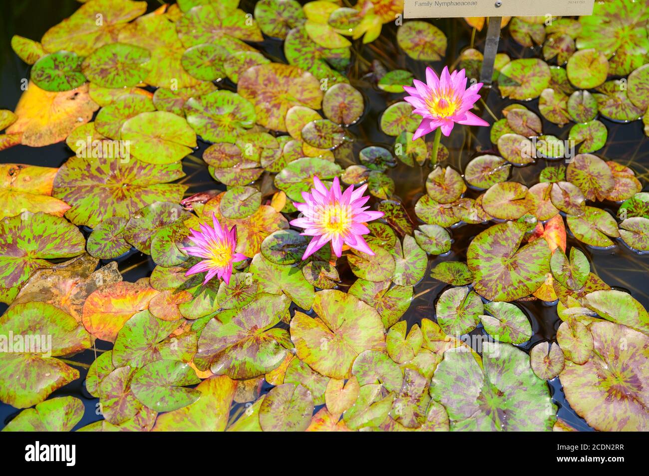 Amazing Pink Water Lilly al Sydney Royal Botanic Gardens Foto Stock