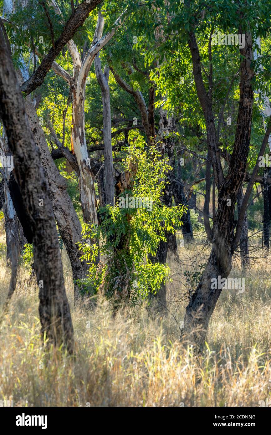 Boschi aperti a Salvator Rosa Sezione Parco Nazionale Carnarvon, Queensland, Australia Foto Stock