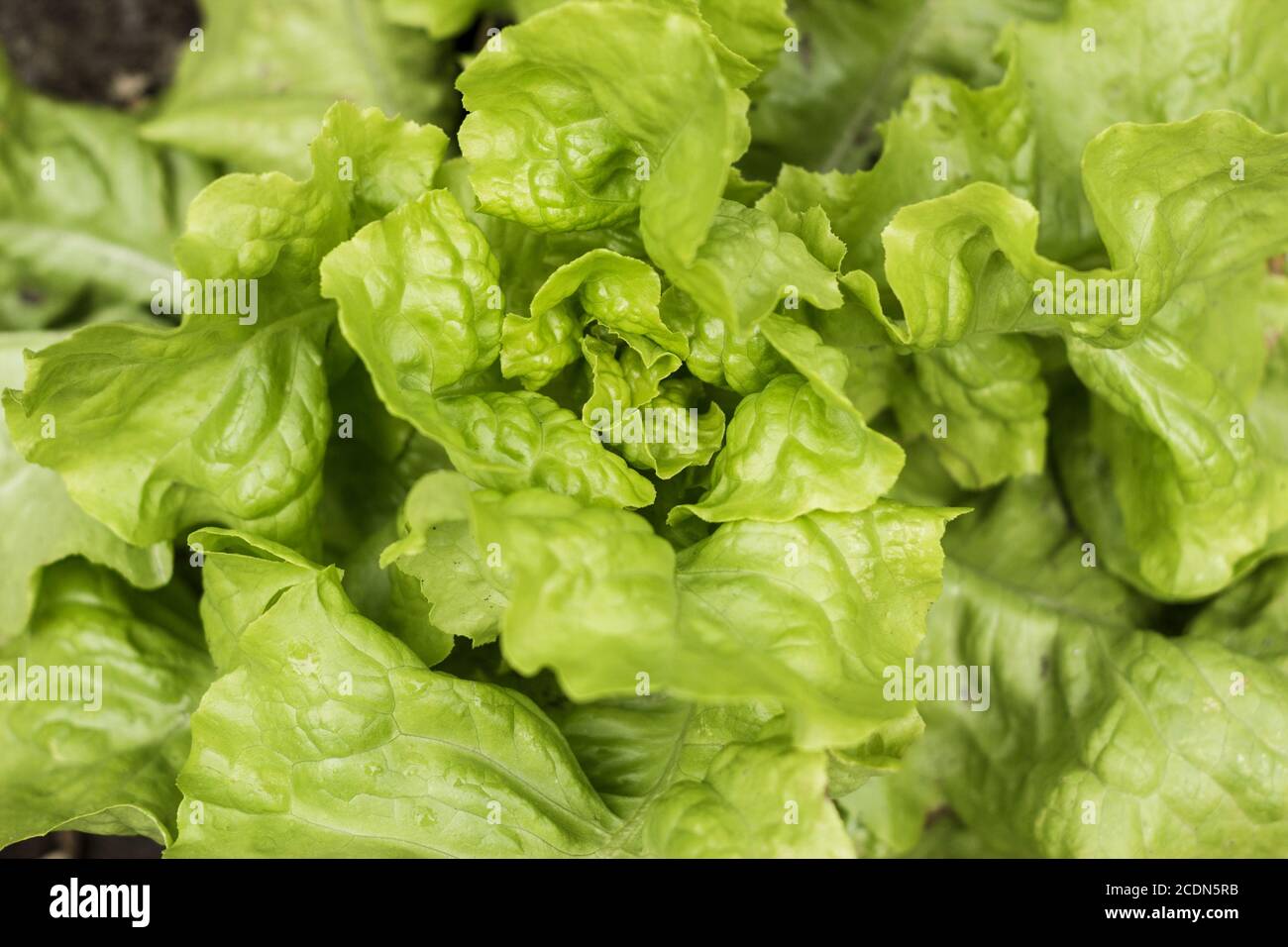 La lattuga crescente nel suolo Foto Stock