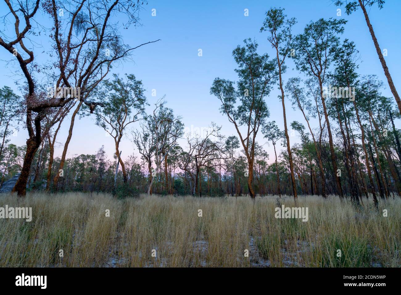 Open Woodland at Salvator Rosa Section Carnarvon National Park, Queensland, Australia Foto Stock