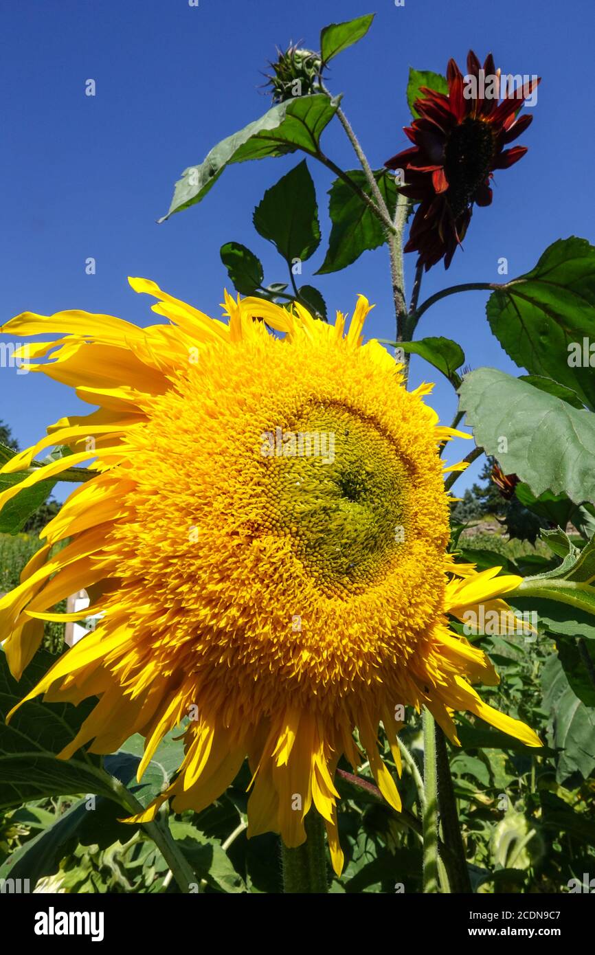 Estate Fiori contro Blue Sky Giardino Girasole Helianthus Erbaceo Fiore testa fioritura Helianthus annuus agosto Inlorescenza estiva Fiore Foto Stock