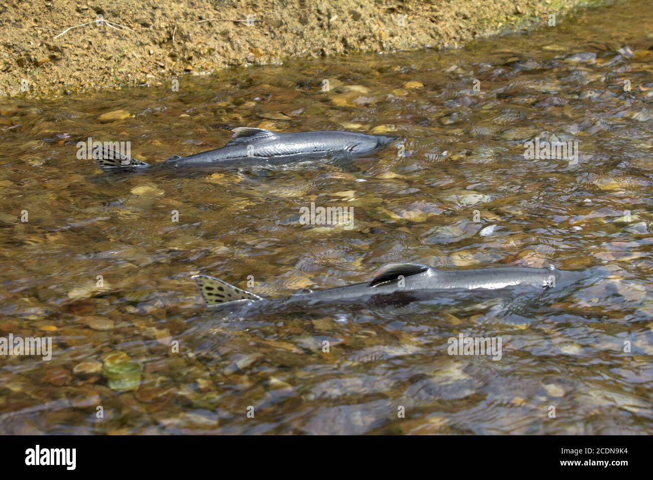 maschio di salmone humpback in fondo corso d'acqua Foto Stock