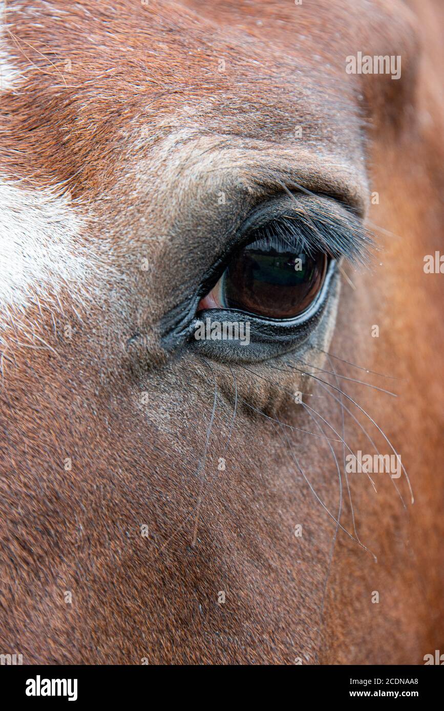 Una fotografia molto ravvicinata di un occhio su un cavallo. Mostra le lunghe ciglia degli occhi e i capelli che lo circondano sono marroni Foto Stock