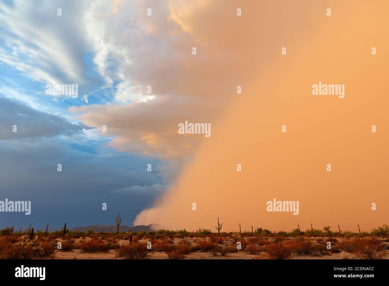 La tempesta di polvere di Haboob nel Monumento Nazionale del deserto di sonora, Arizona, Stati Uniti Foto Stock
