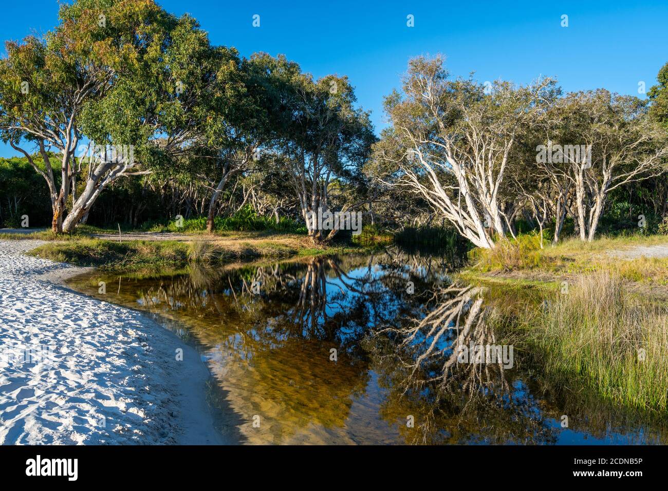 Riflessioni a Bowarrady Creek, West Coast of Fraser Island, Hervey Bay, Queensland Australia Foto Stock