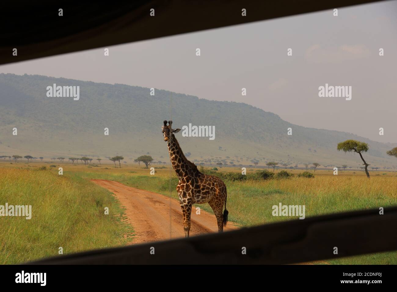 Una giraffa aggraziata che allunga il collo per sfogliare le foglie di acacia. Foto Stock