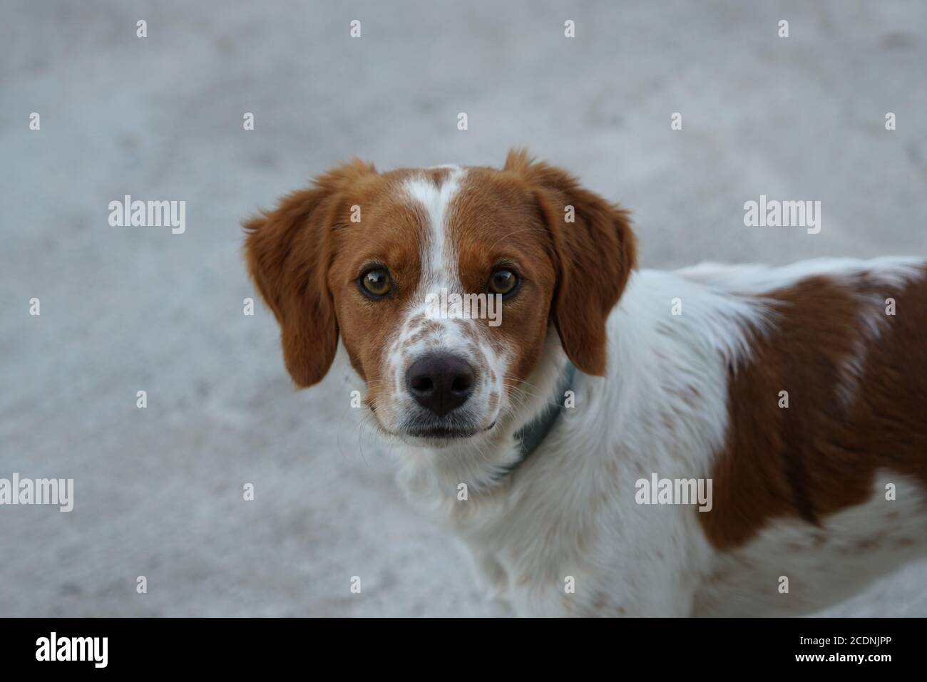 Cane Bretone Immagini E Fotos Stock Alamy