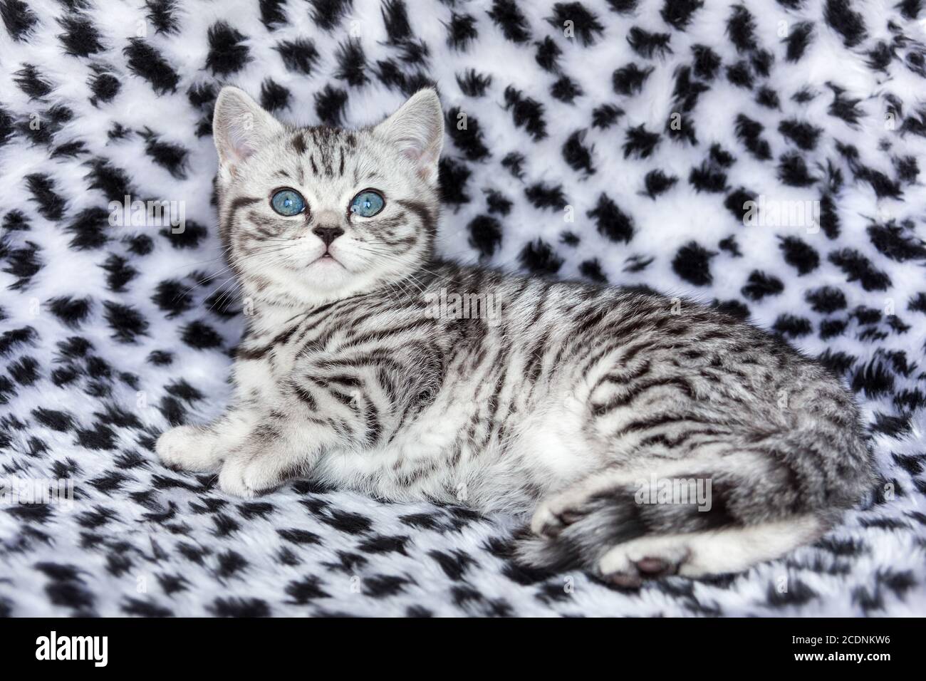 Giovane tabby nero argentato macchiato britannico shorthair gatto sdraiato su pelliccia bianca e nera Foto Stock