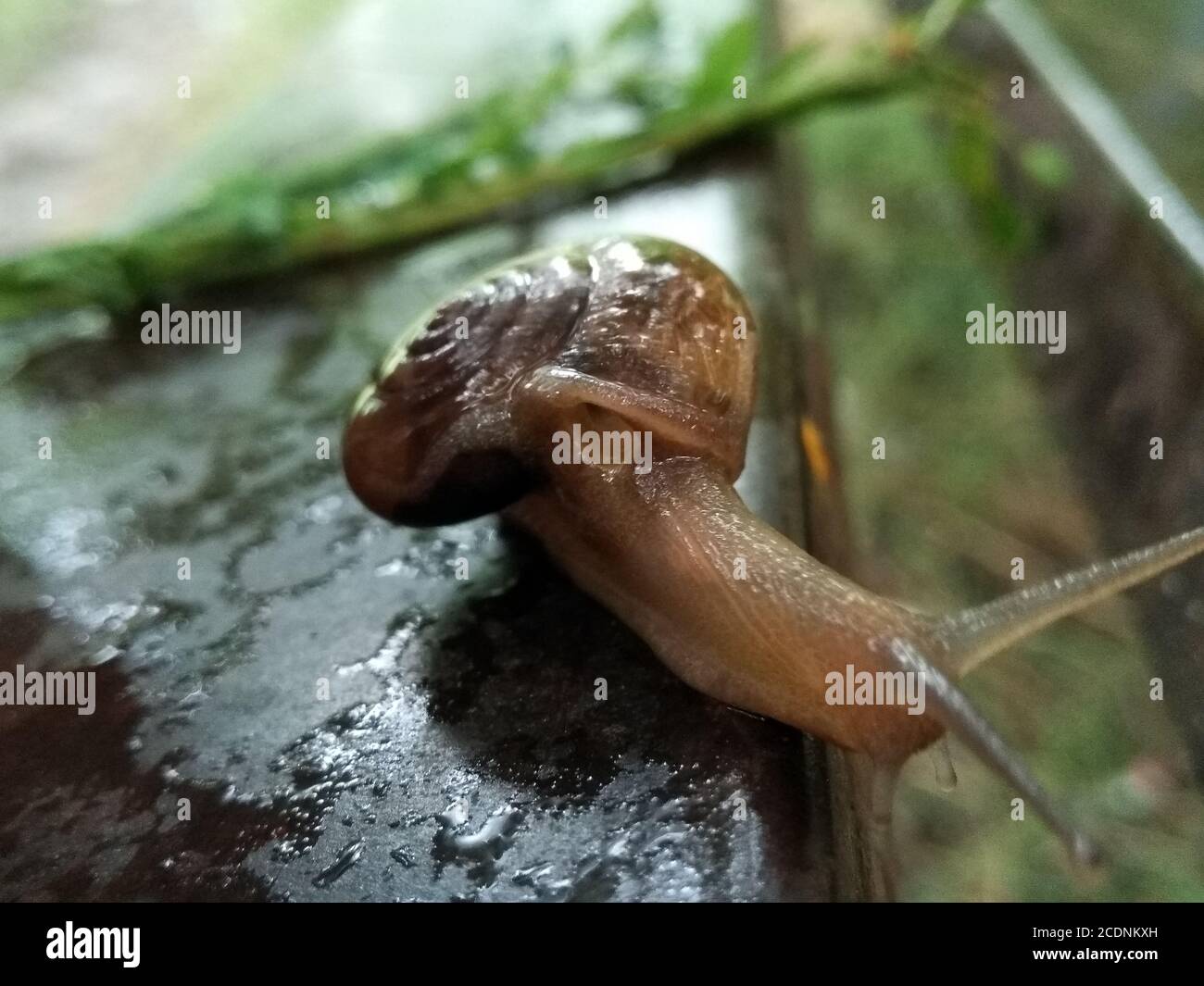 Un'immagine della lumaca di terra con sfondo sfocato Foto Stock