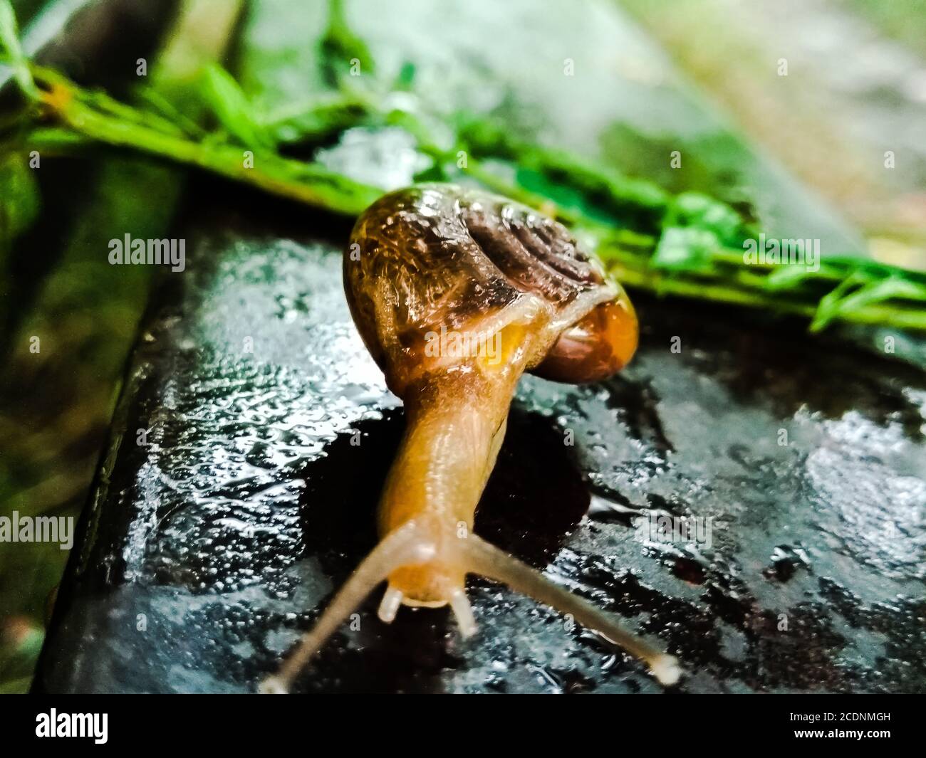 Un'immagine della lumaca di terra con sfondo sfocato Foto Stock