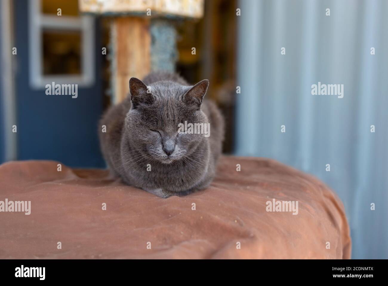 gatto grigio di salvataggio shorthair che dorme tranquillamente, faccia in avanti forma di palla Foto Stock