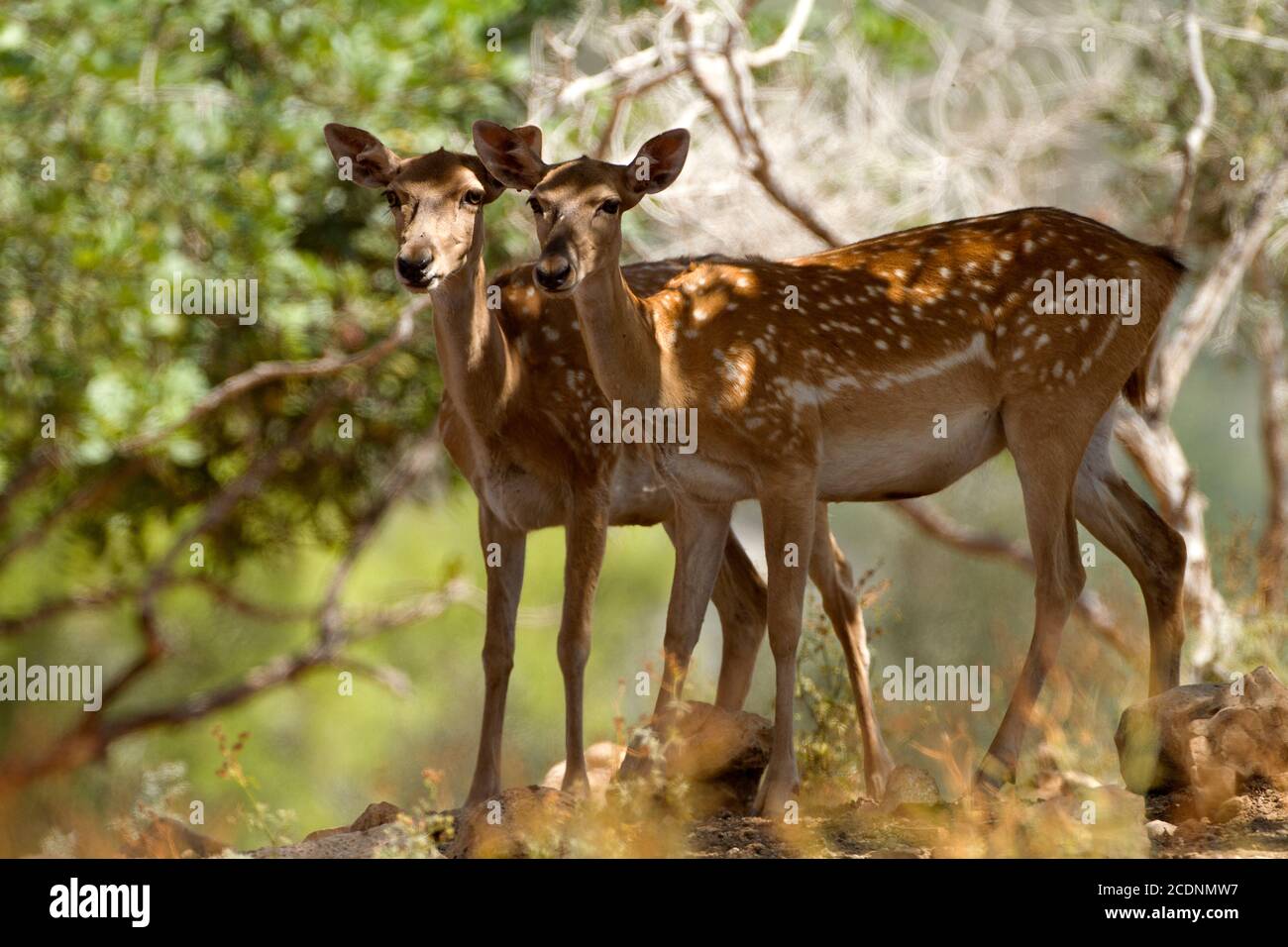 Mesopotamian (Persiano) Decere di fiaba (Dama dama Mesopotamica) fotografato in Israele, Monte Carmel Foto Stock