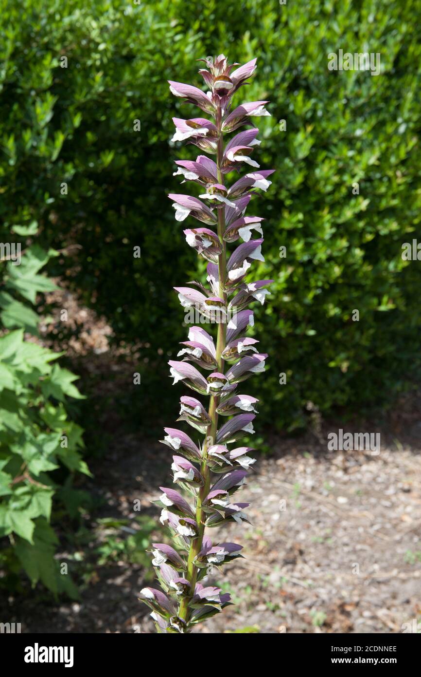 Il fiore alto della pianta ha chiamato Bear's Breech una specie di Acanthus, che cresce in Inghilterra Foto Stock