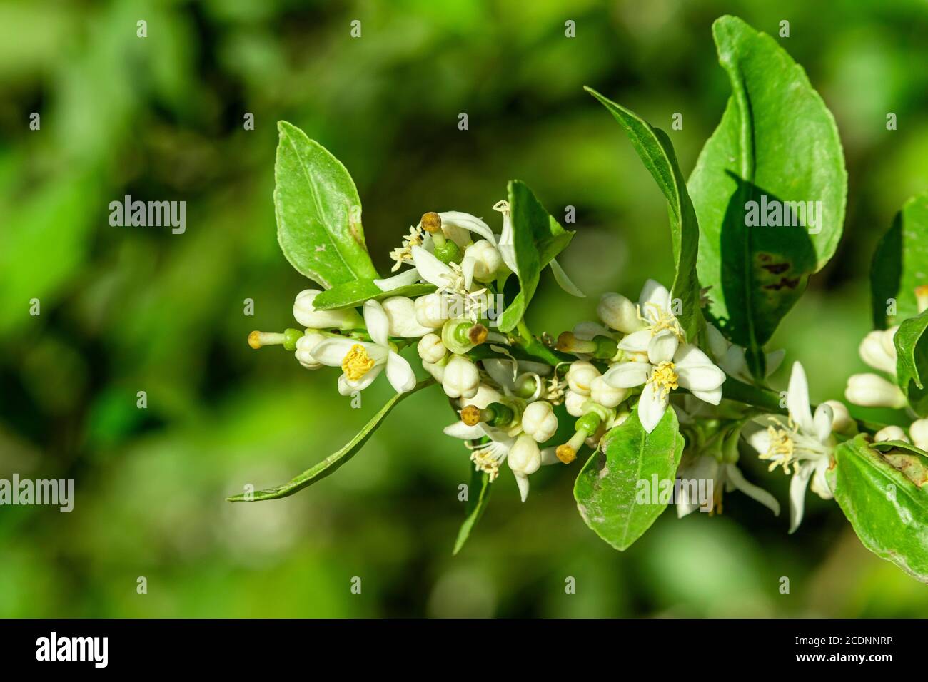 Agitando il ramo di limone di kagaji con frutta fresca e nuova fioritura fiori Foto Stock