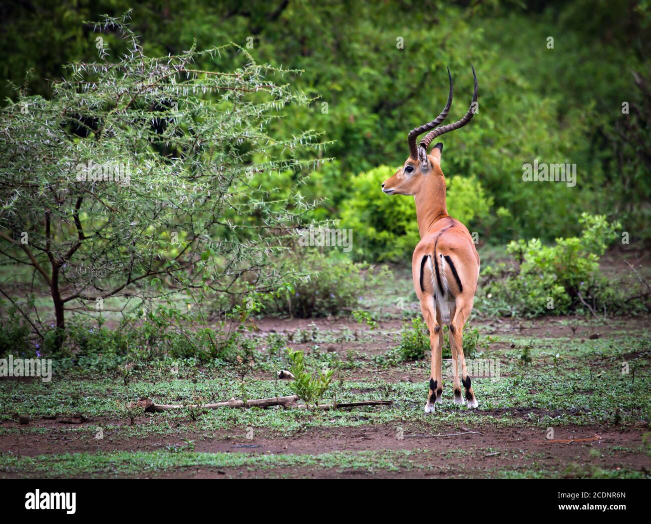 Un impala maschile nel Parco Nazionale del Lago Manyara, Tanzania, Africa. Foto Stock