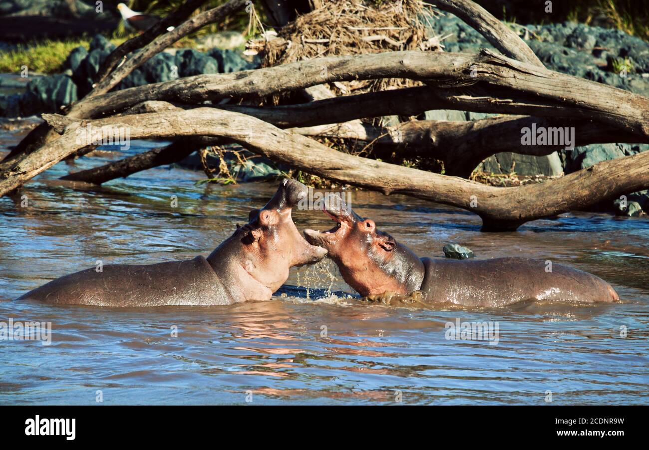 Ippopotamo, ippopotamo che combatte nel fiume. Serengeti, Tanzania, Africa Foto Stock