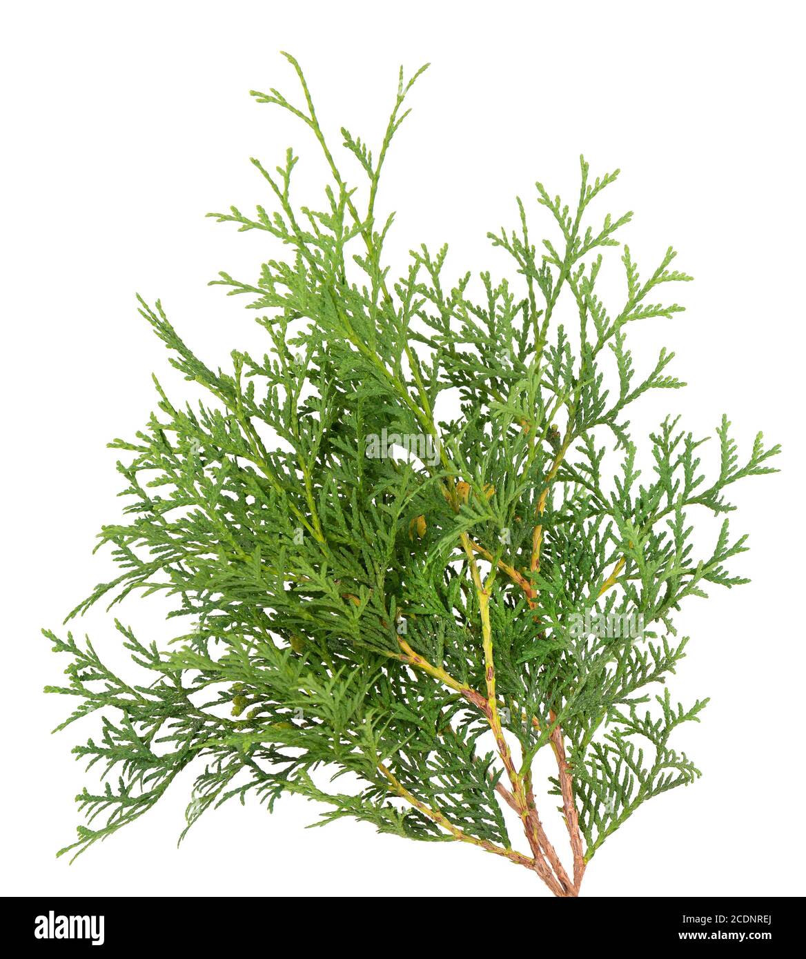 Ramo di Arborvitae, isolato su sfondo bianco. Verde thuja sprig. Foto Stock