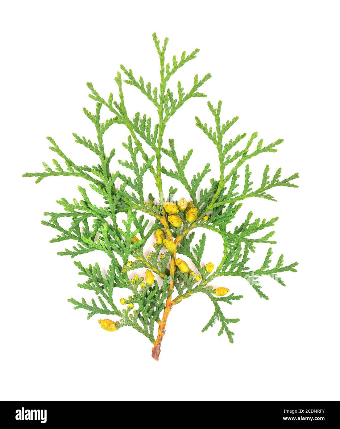 Ramo di Arborvitae, isolato su sfondo bianco. Verde thuja sprig. Foto Stock