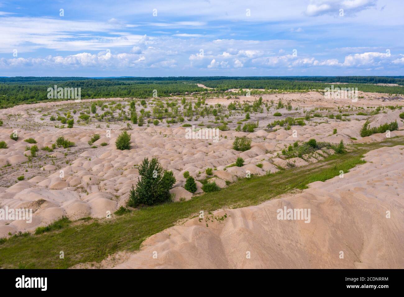 Dune sabbiose gialle adulte di alberi e cespugli in una soleggiata giornata estiva. Foto Stock