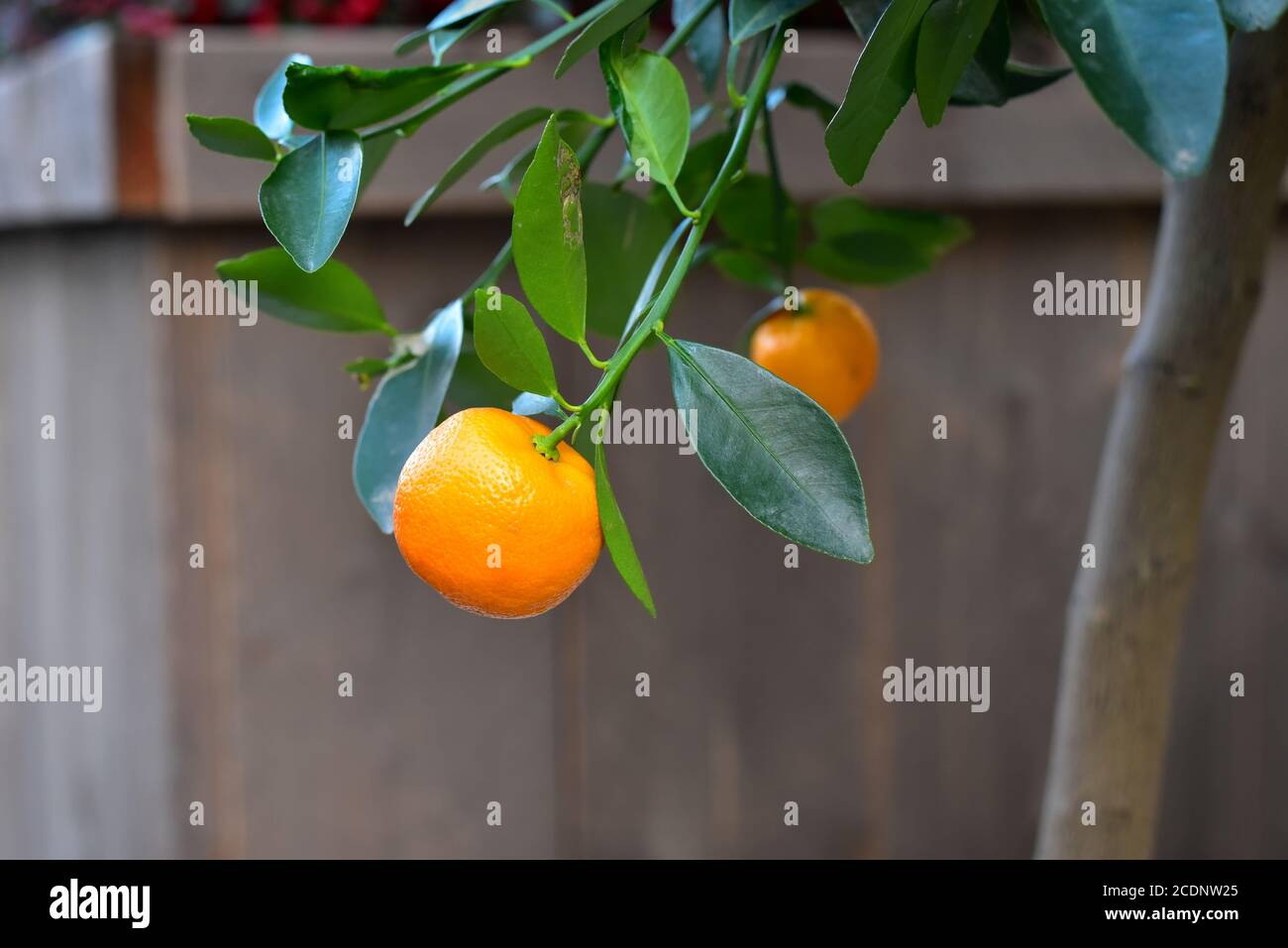 Arancio succoso con foglie verdi appese al ramo di un albero arancione. Foto Stock