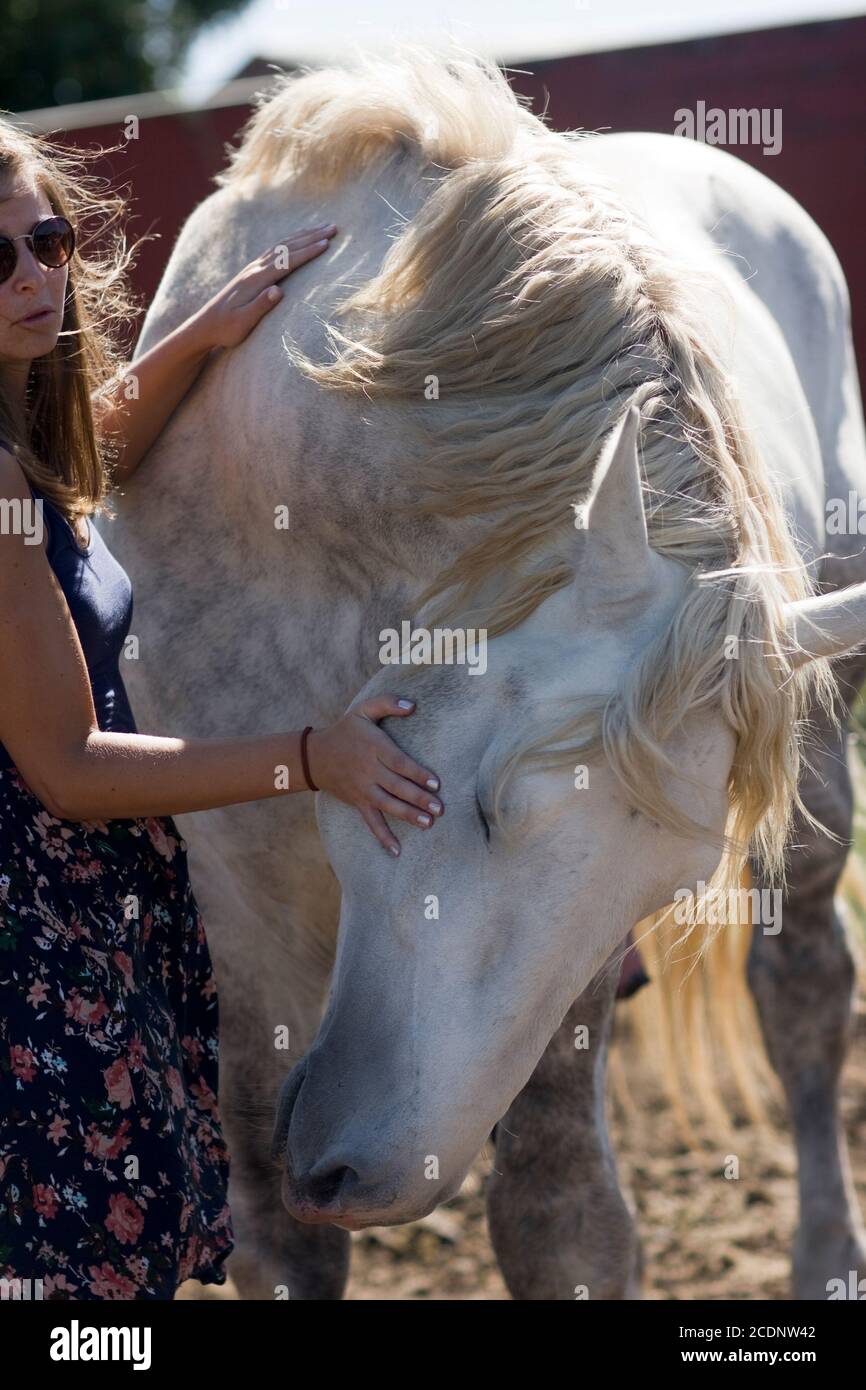 Una donna che indossa una gonna floreale interagisce con un bel cavallo Percheron bianco. Il cavallo gode dell'attenzione. Foto Stock