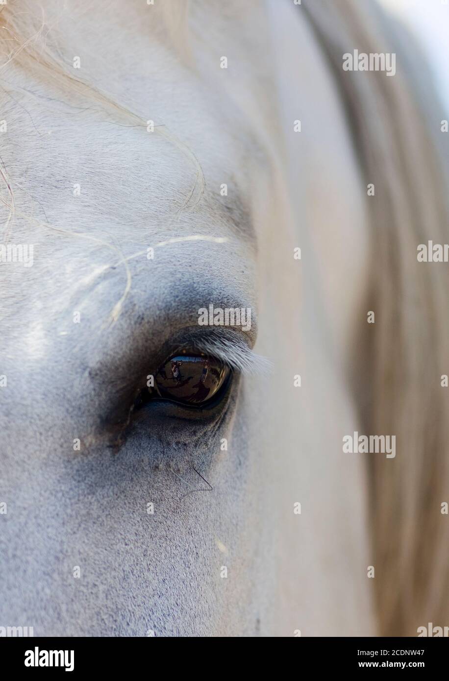 Un closeup della testa di un cavallo Percheron bianco. Il suo occhio riflette la scena davanti a lui e ha belle lunghe ciglia d'occhio. Foto Stock