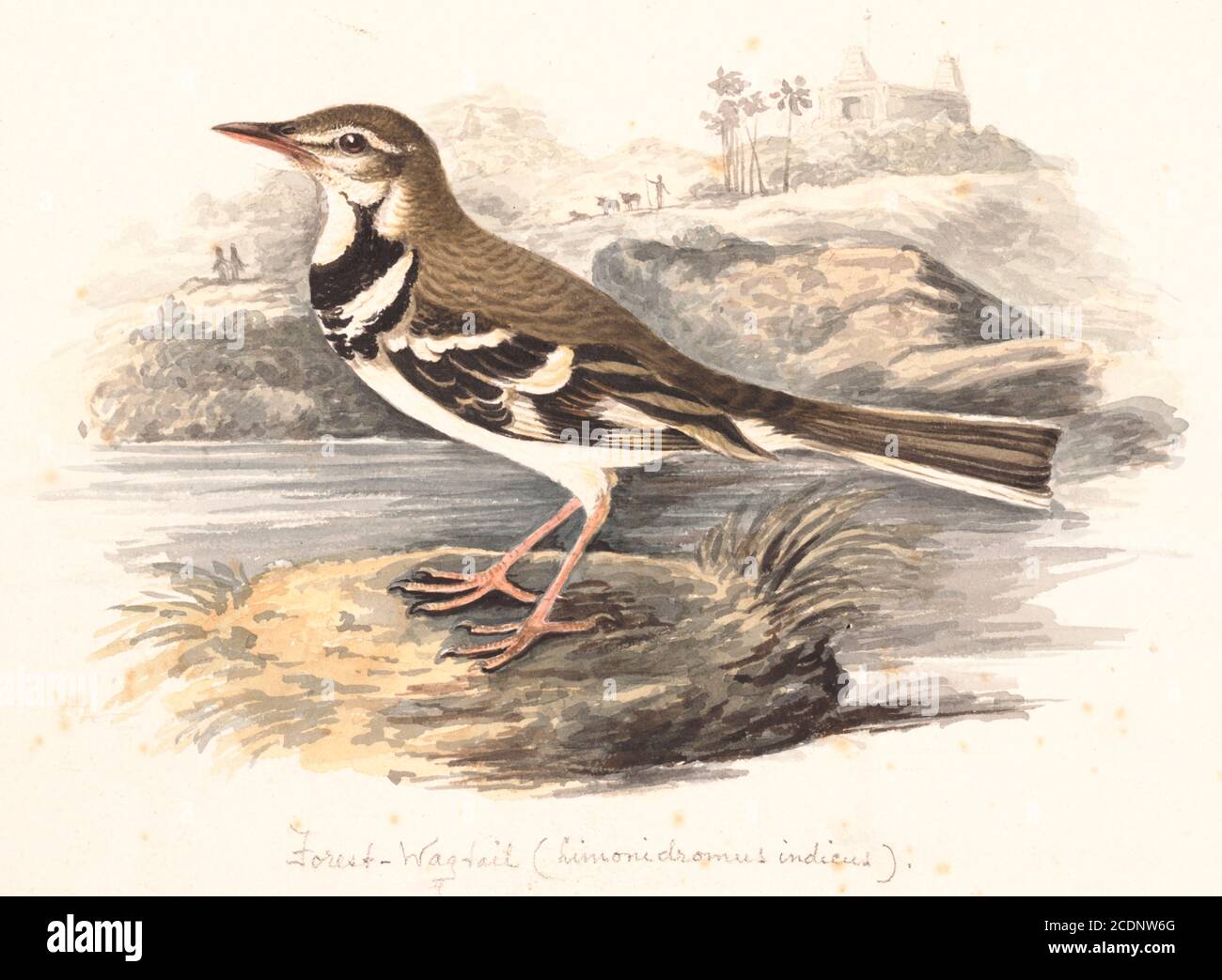 Il carro forestale (Dendronanthus indicus) è un uccello passerino di medie dimensioni della famiglia dei carri Motacillidae. Ha un piumaggio distintivo che lo distingue dagli altri wagtail e ha l'abitudine di vagare la sua coda lateralmente a differenza dei soliti movimenti su e giù delle altre specie di wagtail. È l'unica specie di wagtail che nidifica in alberi. Si trovano principalmente in habitat boschivi, allevati nelle zone temperate dell'Asia orientale e che attraversano l'Asia tropicale dall'India all'Indonesia. Dipinto acquerello del XVIII secolo di Elizabeth Gwillim. Lady Elizabeth Symonds Gwillim (21 aprile 1763 – Foto Stock