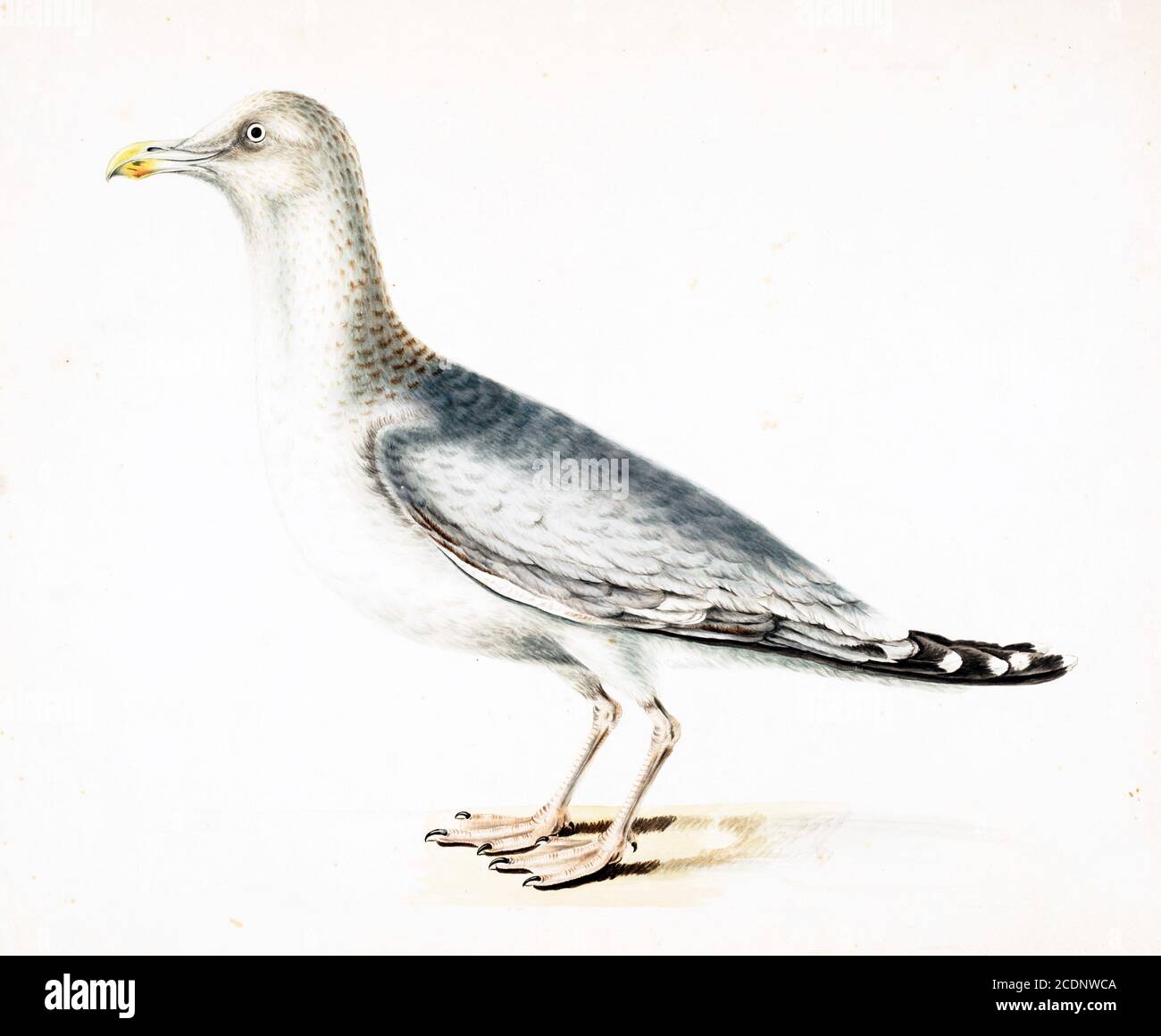 Il gabbiano europeo dell'aringa (Larus argentatus) è un gabbiano grande, lungo fino a 66 cm (26 poll.). Uno dei più noti di tutti i gabbiani lungo le rive dell'Europa occidentale, era un tempo abbondante.[2] si alleva in Europa settentrionale, Europa occidentale, Europa centrale, Europa orientale, Scandinavia e stati baltici. Alcuni gabbiani europei di aringhe, soprattutto quelli residenti in zone più fredde, migrano più a sud in inverno, ma molti sono residenti permanenti, ad esempio in Irlanda, Gran Bretagna, Islanda, o sulle coste del Mare del Nord. Hanno una dieta variegata, inclusi pesci, crostacei, animali morti, così come alcune piante. Foto Stock