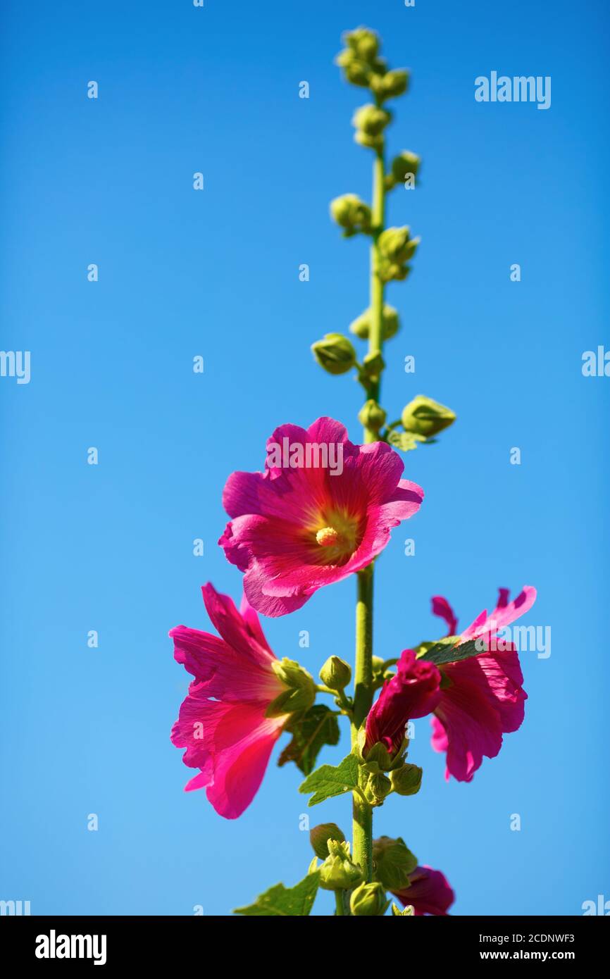 Luminose hollyhock fiori Foto Stock