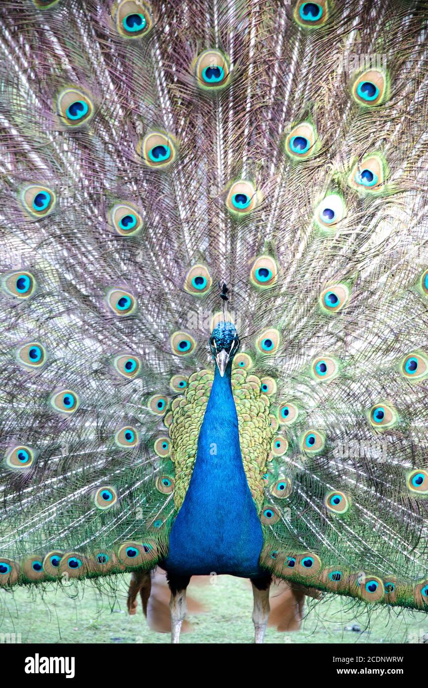 Zoo animals peacock immagini e fotografie stock ad alta risoluzione - Alamy
