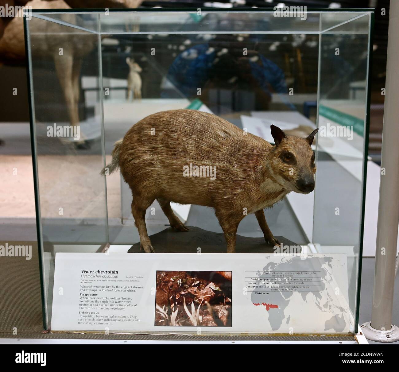 Il Natural History Museum di Londra è un museo di storia naturale che espone una vasta gamma di esemplari provenienti da vari segmenti di storia naturale. E' uno dei tre principali musei sulla Exhibition Road a South Kensington, gli altri sono il Museo della Scienza e il Victoria and Albert Museum. Ha riaperto il 5 agosto dopo il blocco UK COVID 19 , i biglietti devono essere prenotati online con un time slot per tenere al sicuro il museo e prevenire il sovraffollamento durante la pandemia . Il museo offre anche tour virtuali online e attività ... Foto Stock