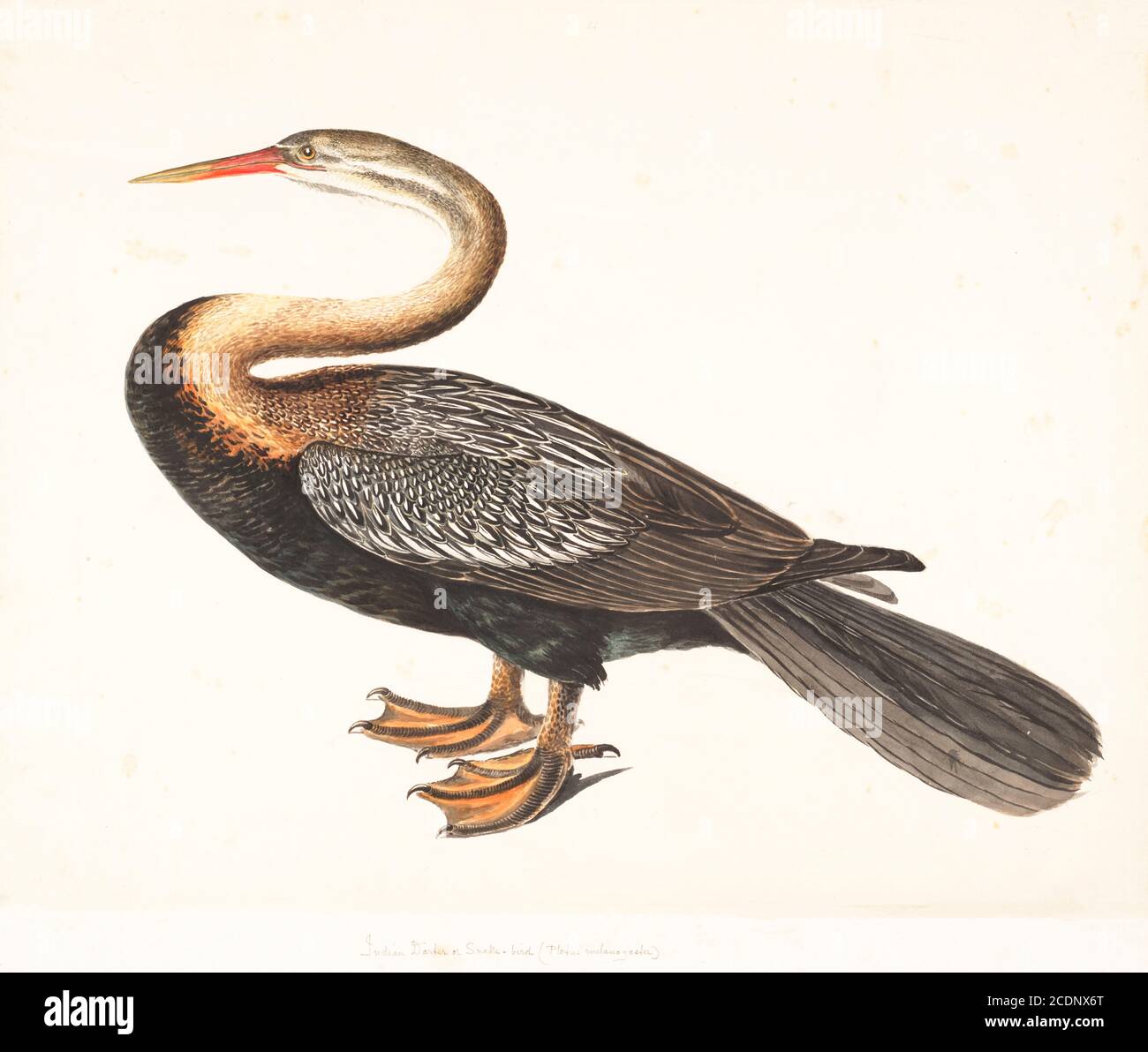 Oriental darter (Anhinga melanogaster) questo uccello d'acqua, ha un lungo collo simile al serpente e becco simile al pugnale che è usato per catturare il pesce. Utilizza i suoi piedi a rete per nuotare sott'acqua. Spesso, solo la testa e il collo sono visibili sopra l'acqua, portando al suo altro nome di serpente. Dipinto acquerello del XVIII secolo di Elizabeth Gwillim. Lady Elizabeth Symonds Gwillim (21 aprile 1763 – 21 dicembre 1807) è stata una . 1808 Lady Gwillim dipinse una serie di circa 200 acquerelli di uccelli indiani. Prodotto circa 20 anni prima di John Ja Foto Stock