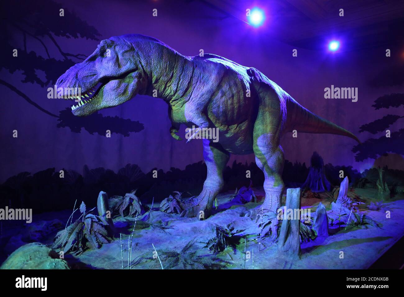 Il Natural History Museum di Londra è un museo di storia naturale che espone una vasta gamma di esemplari provenienti da vari segmenti di storia naturale. E' uno dei tre principali musei sulla Exhibition Road a South Kensington, gli altri sono il Museo della Scienza e il Victoria and Albert Museum. Ha riaperto il 5 agosto dopo il blocco UK COVID 19 , i biglietti devono essere prenotati online con un time slot per tenere al sicuro il museo e prevenire il sovraffollamento durante la pandemia . Il museo offre anche tour virtuali online e attività ... Foto Stock