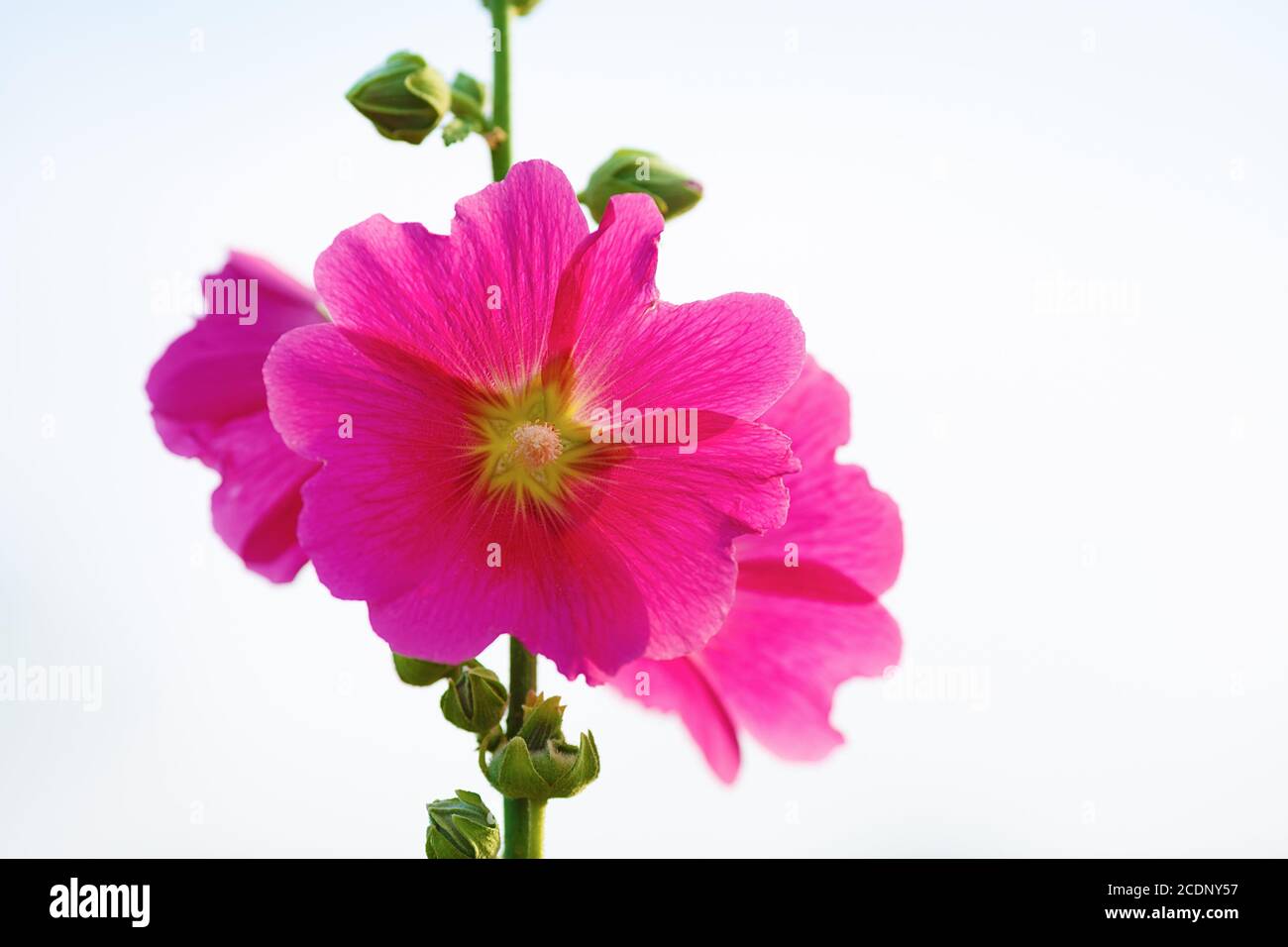 Rosa fiori hollyhock Foto Stock