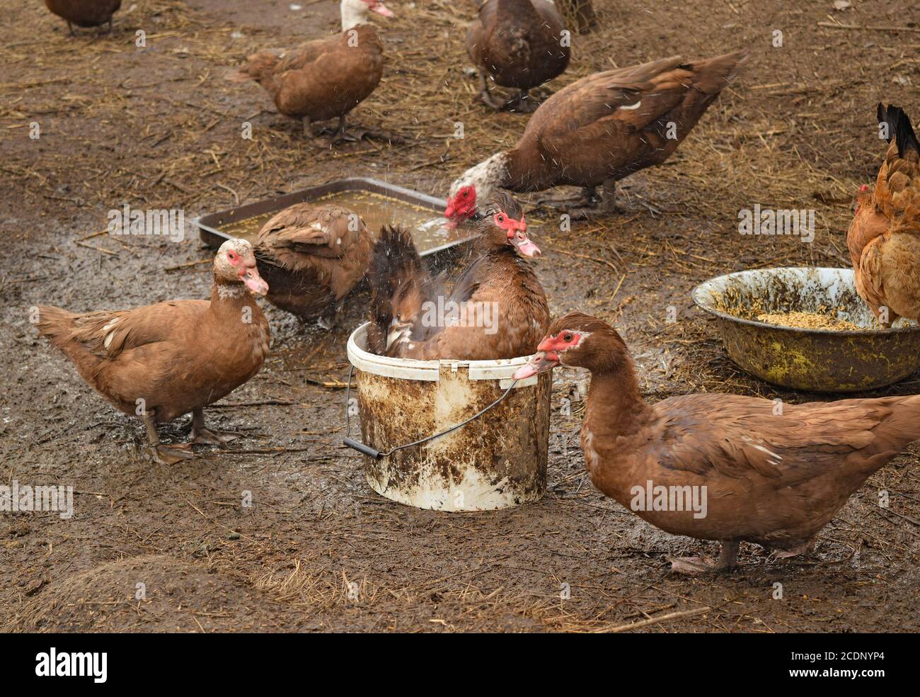 L anatra muschiato Foto Stock
