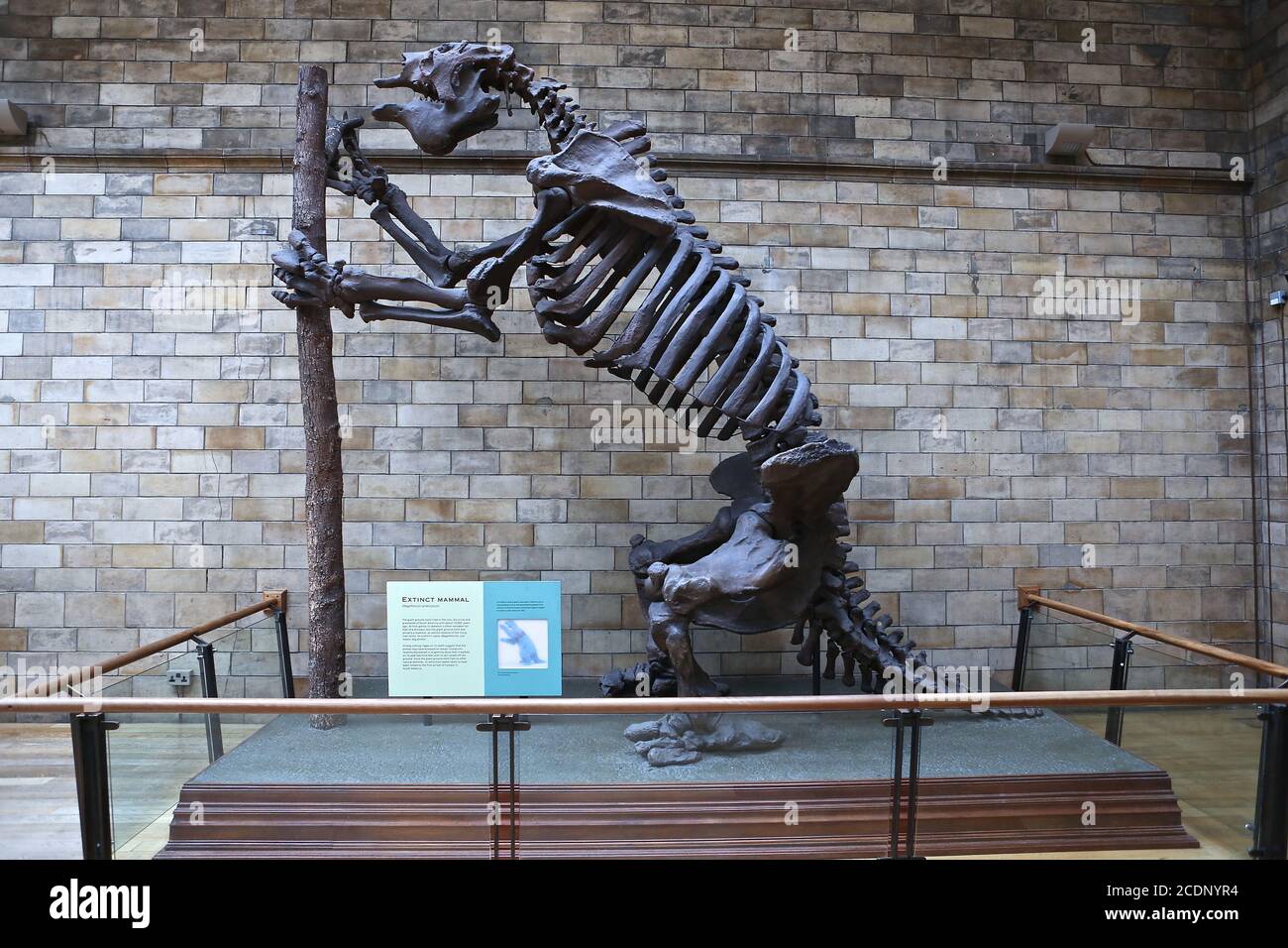 Il Natural History Museum di Londra è un museo di storia naturale che espone una vasta gamma di esemplari provenienti da vari segmenti di storia naturale. E' uno dei tre principali musei sulla Exhibition Road a South Kensington, gli altri sono il Museo della Scienza e il Victoria and Albert Museum. Ha riaperto il 5 agosto dopo il blocco UK COVID 19 , i biglietti devono essere prenotati online con un time slot per tenere al sicuro il museo e prevenire il sovraffollamento durante la pandemia . Il museo offre anche tour virtuali online e attività ... Foto Stock