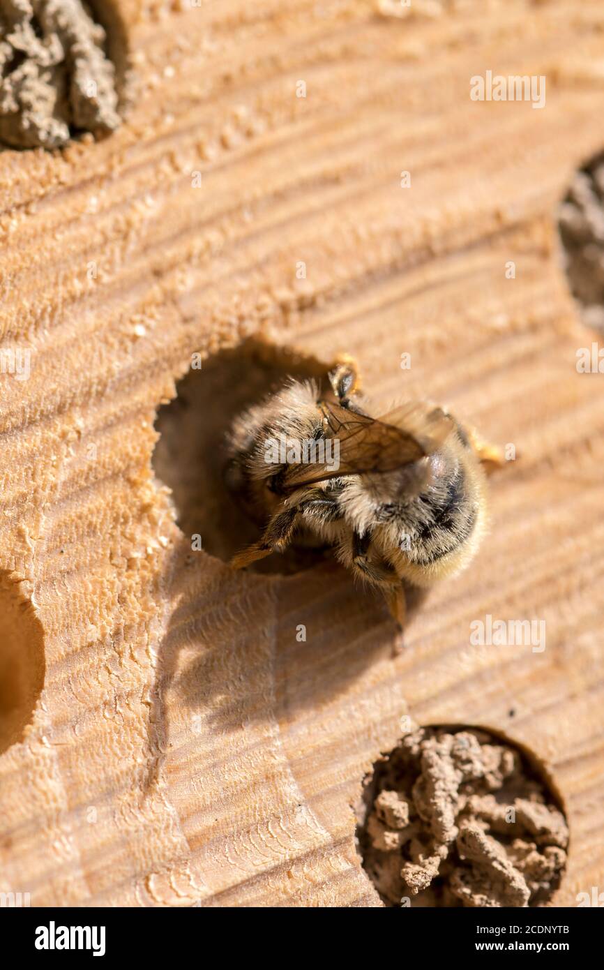 Mason Bee Osmia rufa nido edificio in un'ape solitaria log hotel Foto Stock