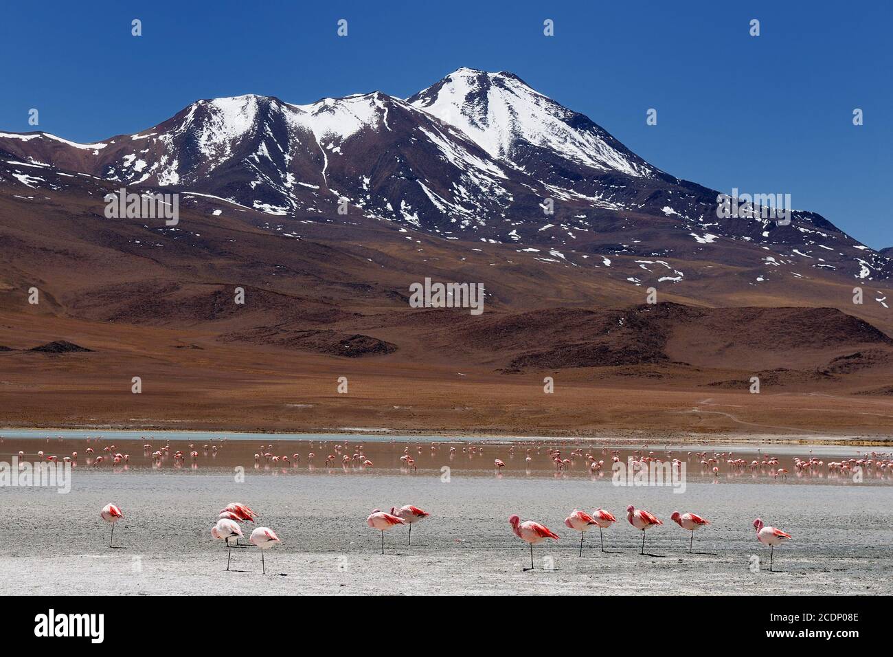 Bolivia - Reserva Nacional de Fauna Andina Eduardo Avaroa.le Ande più belle del Sud America. I flamencos sulla laguna Hedionda Foto Stock