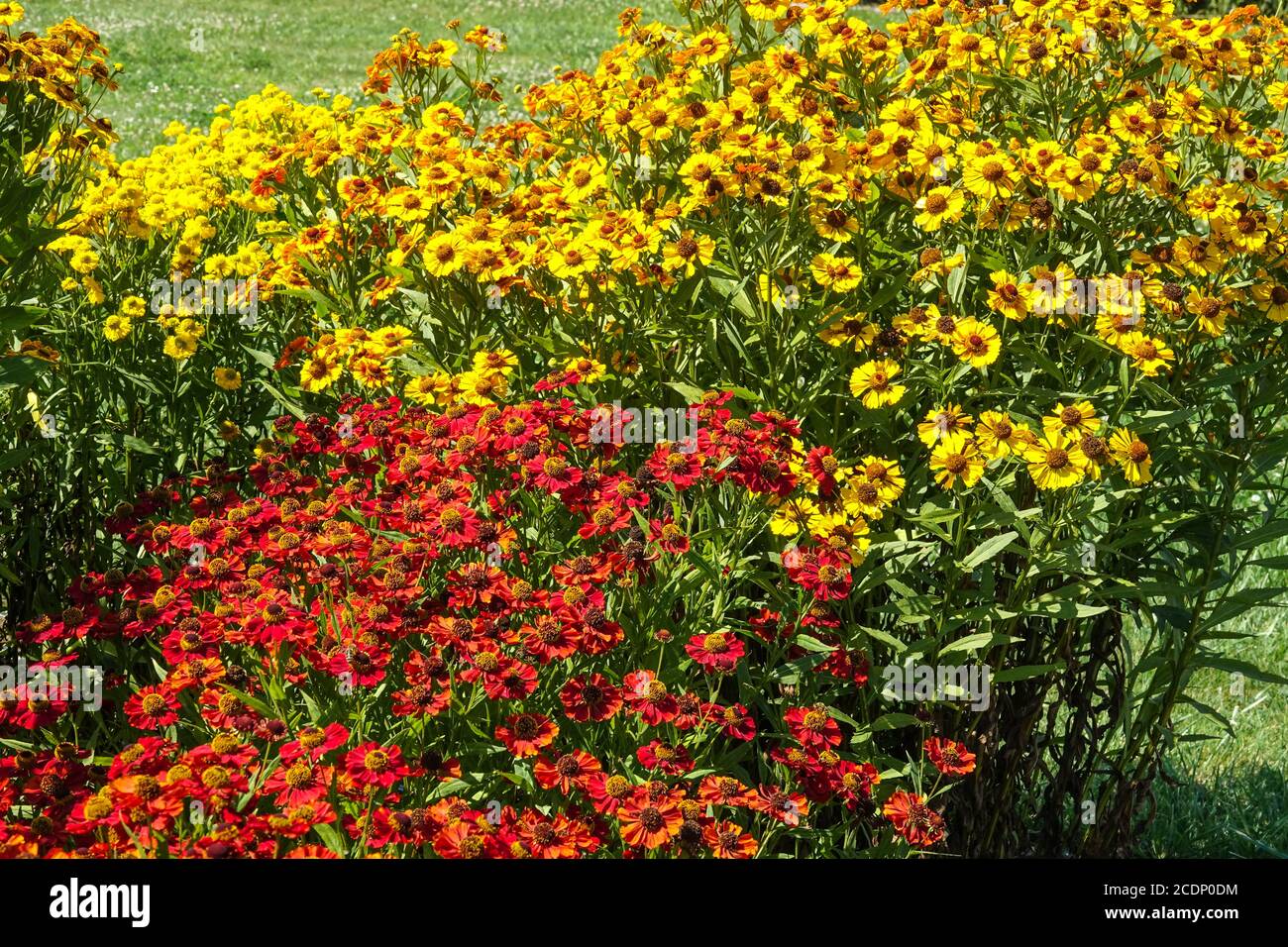 Agosto fiori giardino misto fiore letto bordo in estate Rosso giallo Foto Stock