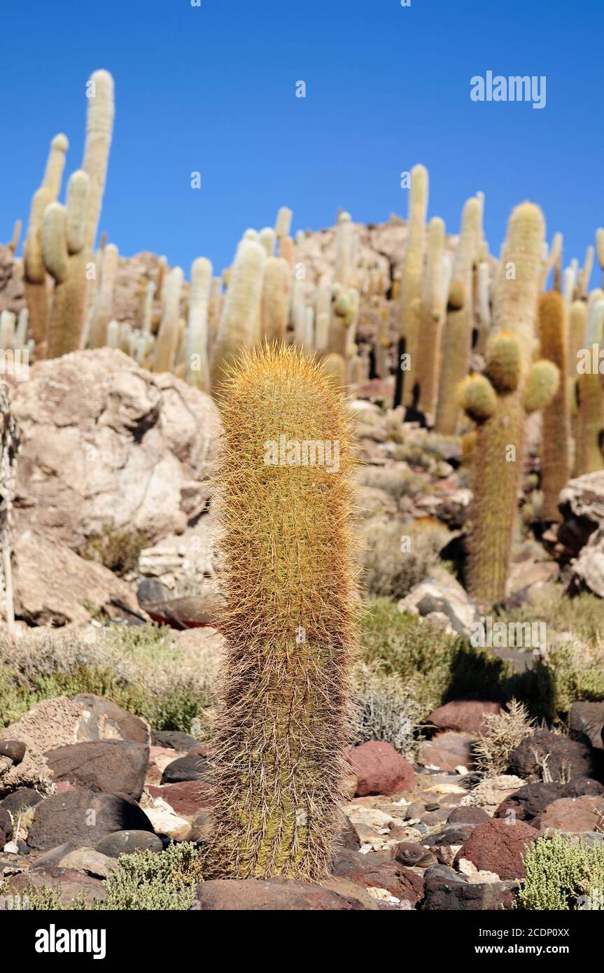 America del Sud - cactus sul Salar de Uyuni in Bolivia Foto Stock