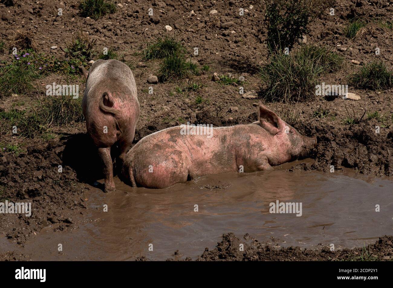 I suinetti a fascia libera di mezza coltura si sviluppano in una conca acquosa e fangosa su un piccolo terreno biologico sulla riva meridionale del fiume Reno ad Augst, Canton Basilea-Landschaft, Svizzera Foto Stock