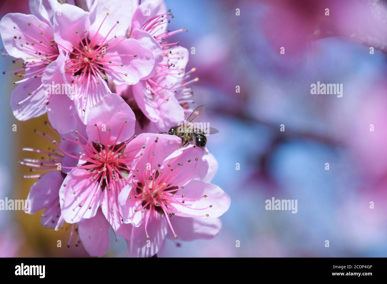 Impollinazione dei fiori da parte delle api di pesche. Foto Stock