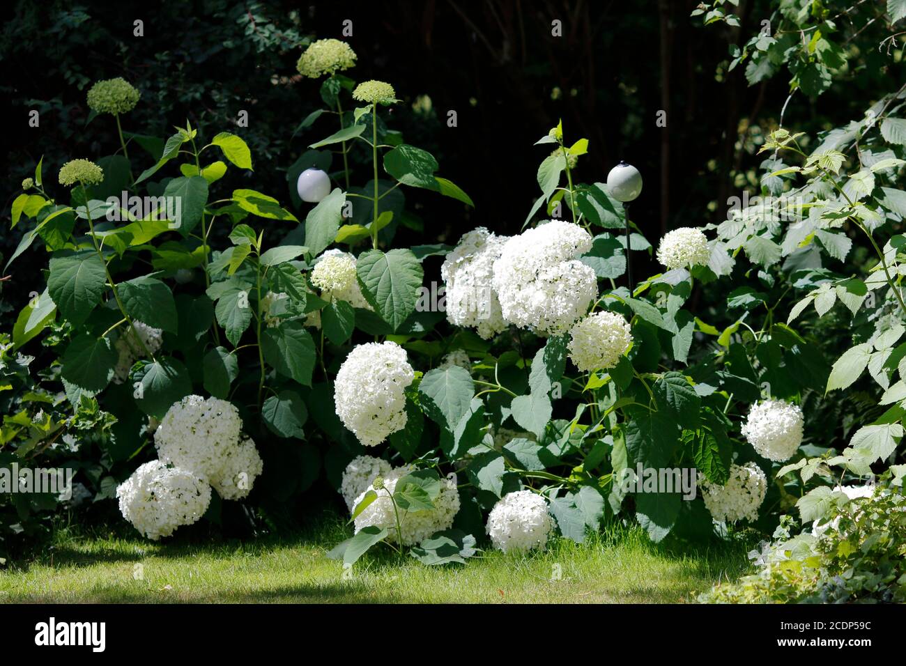 White Ortensie Foto Stock