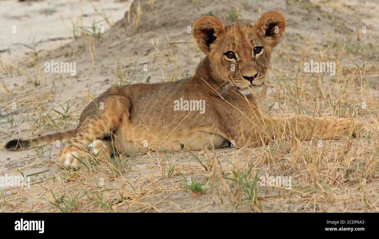 Adorabile Cub Leone che riposa sulle pianure africane. Questo cucciolo fu uno dei Cecil Lions fuori primavera, visto nel Parco Nazionale di Hwange prima della sua scomparsa. Foto Stock