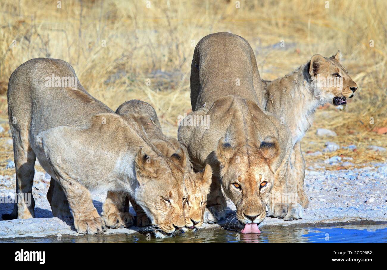 Quattro leoni accanto a una buca d'acqua con la testa giù bere bagnata dalla luce naturale dorata della luce solare, Ongava Reserve, Etosha, Namibia Foto Stock